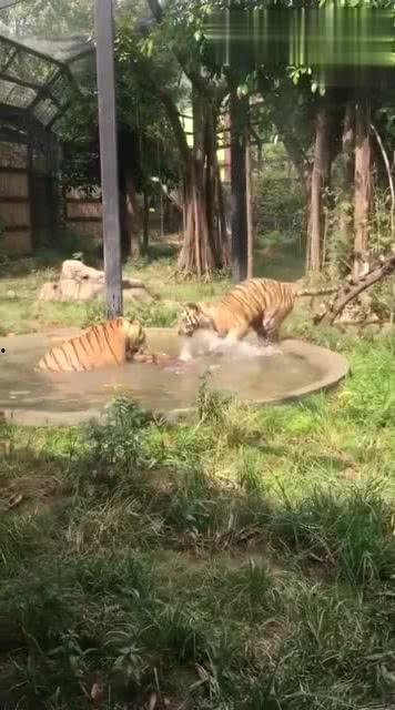 王庄爆料二虎视频播放下载,二虎视频播放下载攻略全解析  第2张